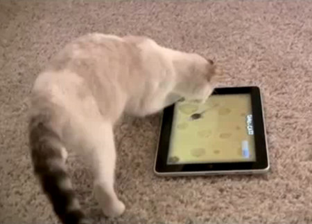 iPad for Cats
