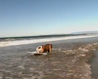 O Cão mais inevitável do mundo!