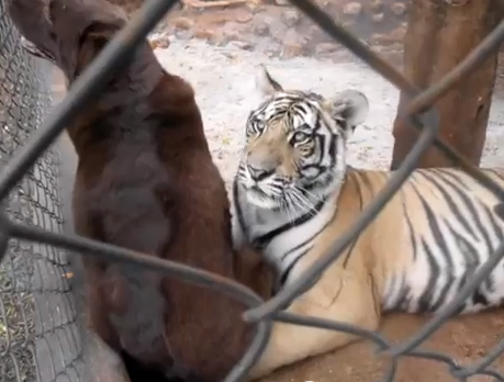 O Tigre e o Labrador
