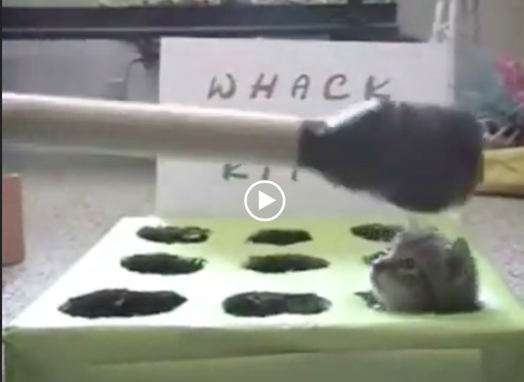 Pega o gato! Um jogo animal !