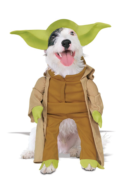 Yoda cão